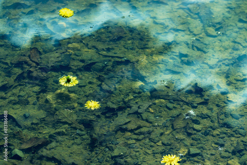 yellow dandelion flowers floating on water surface. Summer flowers on the water. Water surface  river  flowers