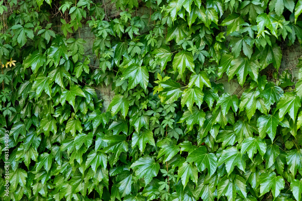 Herb wall, plant wall, natural green wallpaper and background. nature wall. Herb wall, plant wall, natural green wallpaper and background. nature wall.