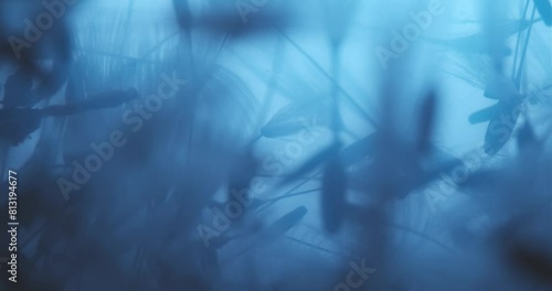 Floral Abstract Composition Submerged in Cyan Liquid photo