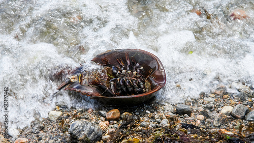 An Atlantic horseshoe crab is caught amidst the splash of waves on a rocky beach, seemingly flipped onto its domed carapace photo