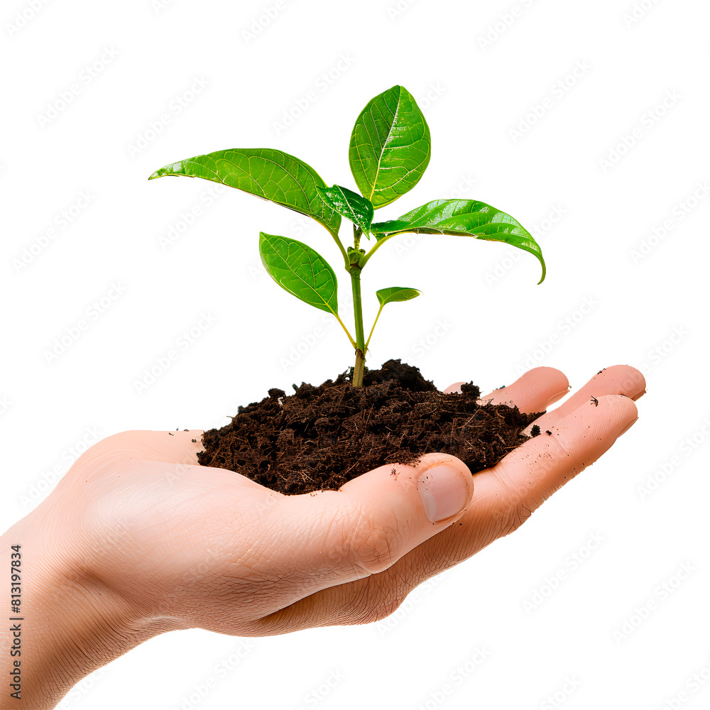 Hands holding a plant. Transparente Background Hands holding a plant. Transparente Background