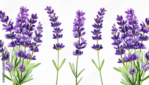 set vector illustation of watercolor provance lavender isolate on white background