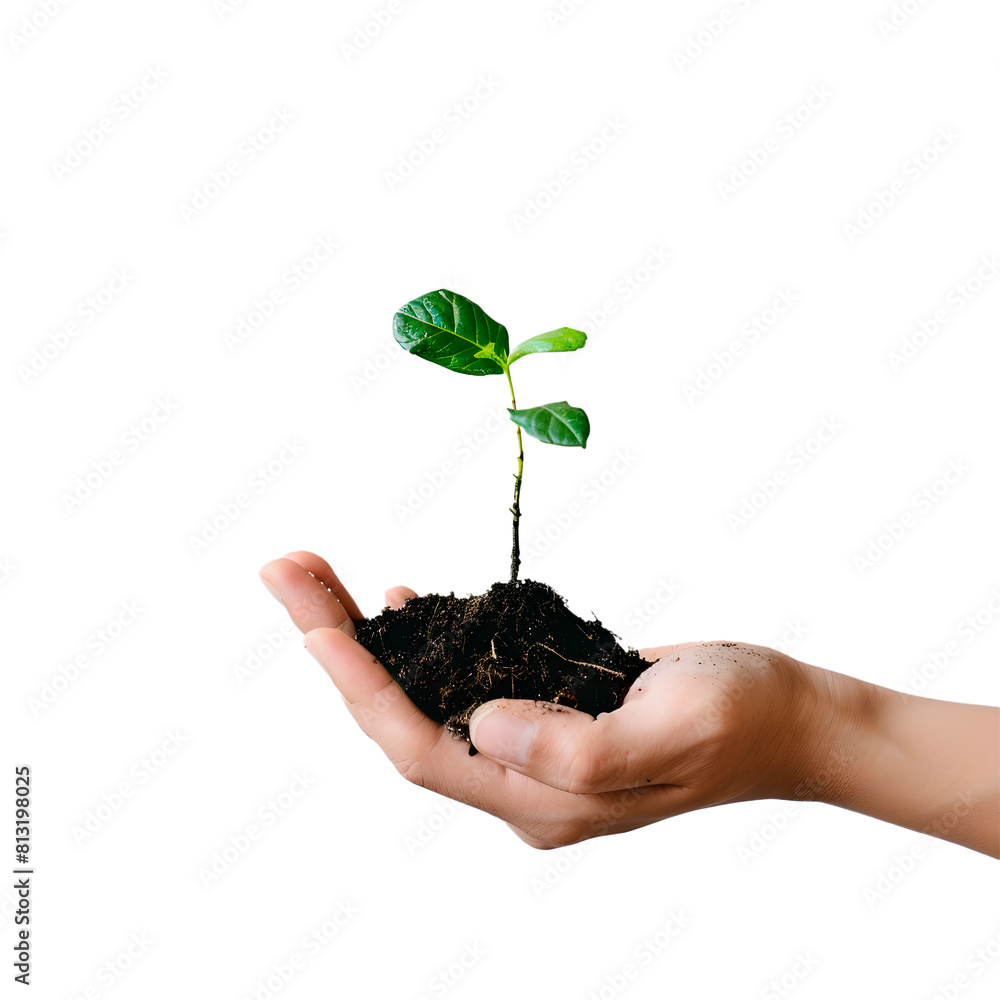 Hands holding a plant. Transparent Background Hands holding a plant. Transparent Background
