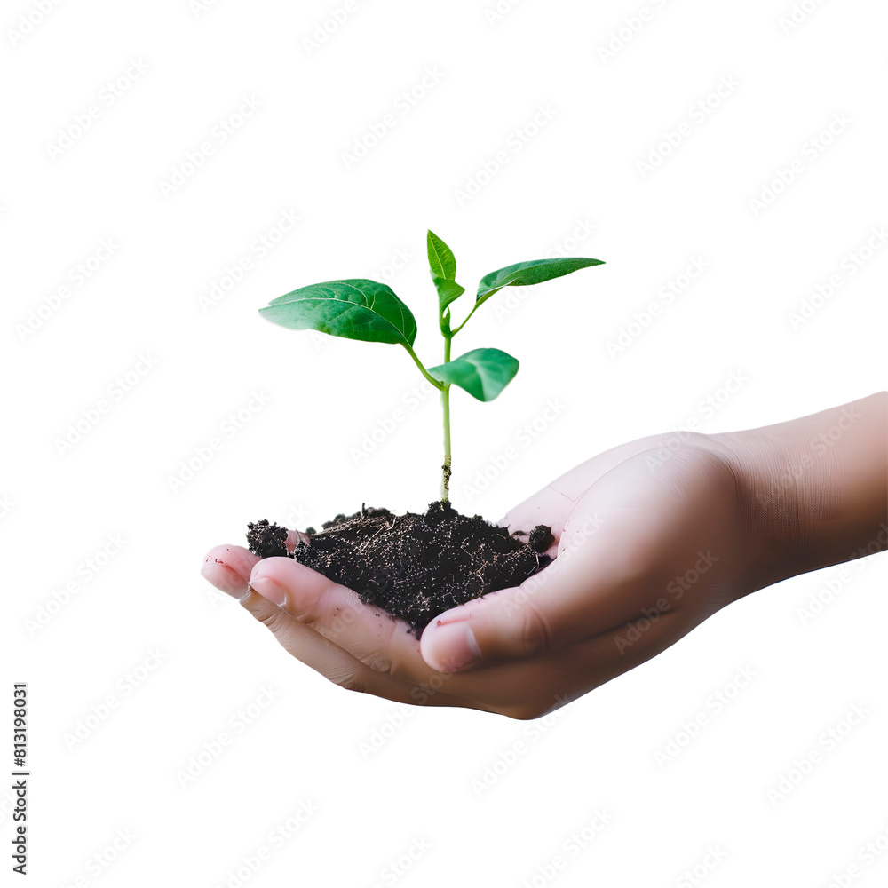 Hands holding a plant. Transparent Background Hands holding a plant. Transparent Background