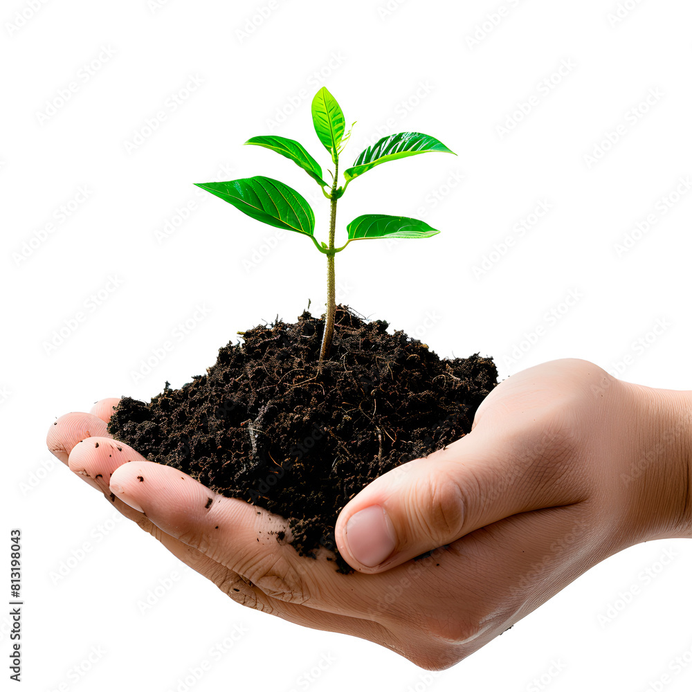 Hands holding a plant. Transparent Background Hands holding a plant. Transparent Background