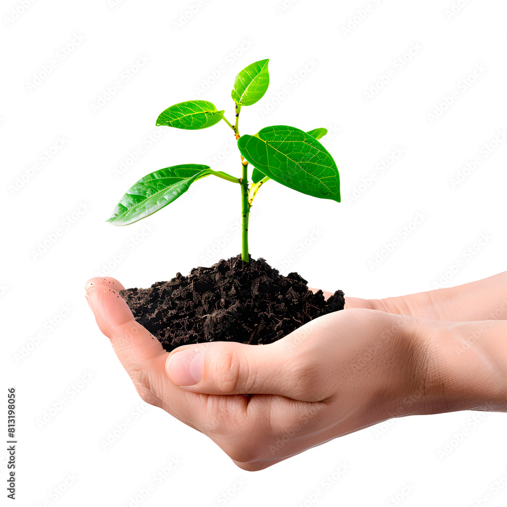 Hands holding a plant. Transparent Background Hands holding a plant. Transparent Background
