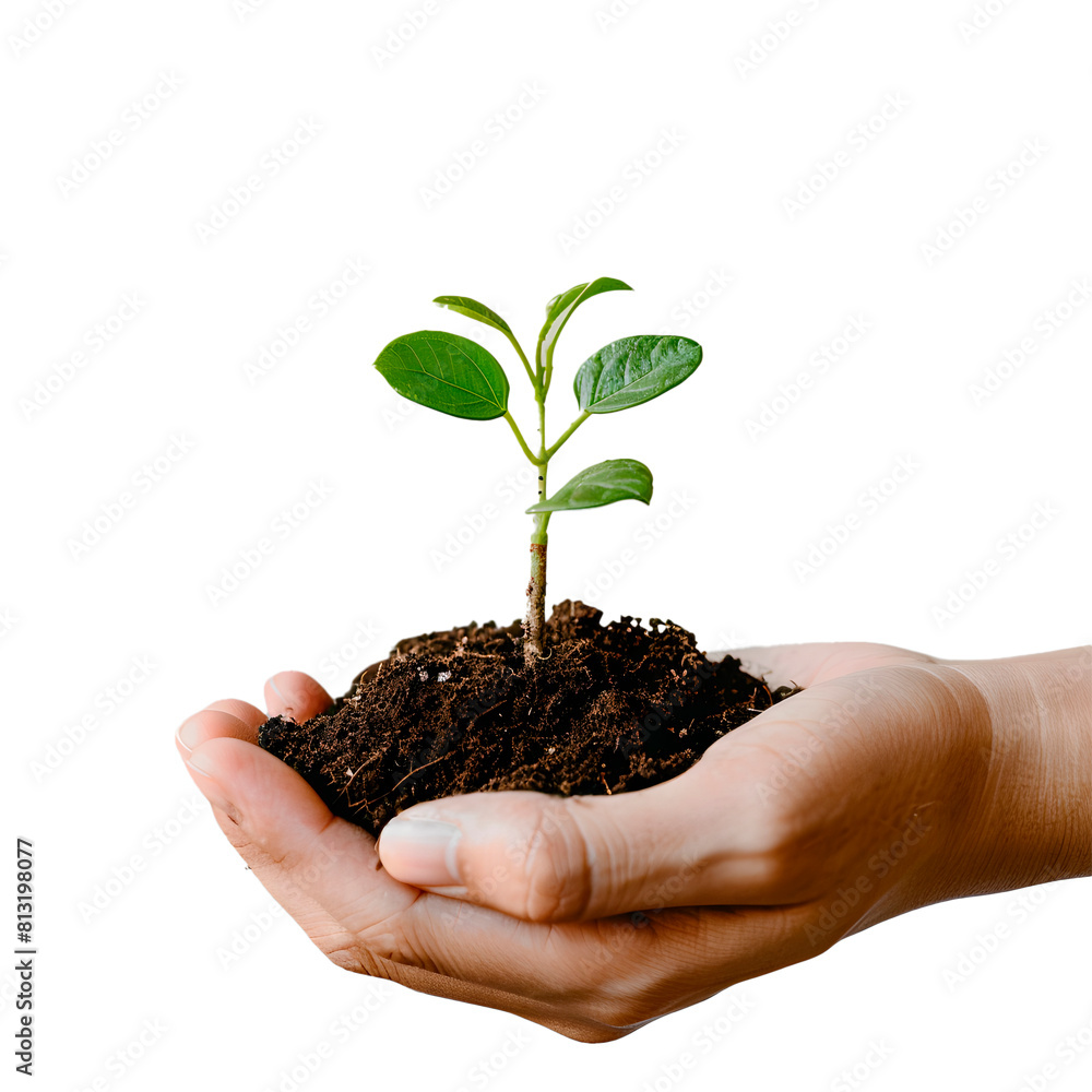 Hands holding a plant. Transparent Background Hands holding a plant. Transparent Background