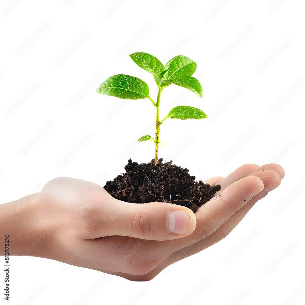 Hands holding a plant. Transparent Background Hands holding a plant. Transparent Background