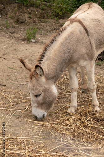 one domestic donkey eating straw