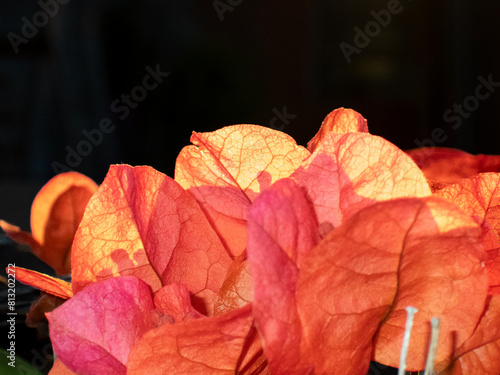 tonalità di rosso arancio nei petali di bougainvillea 