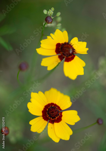 Plains Coreopsis - Close up yellow and red wildflowers