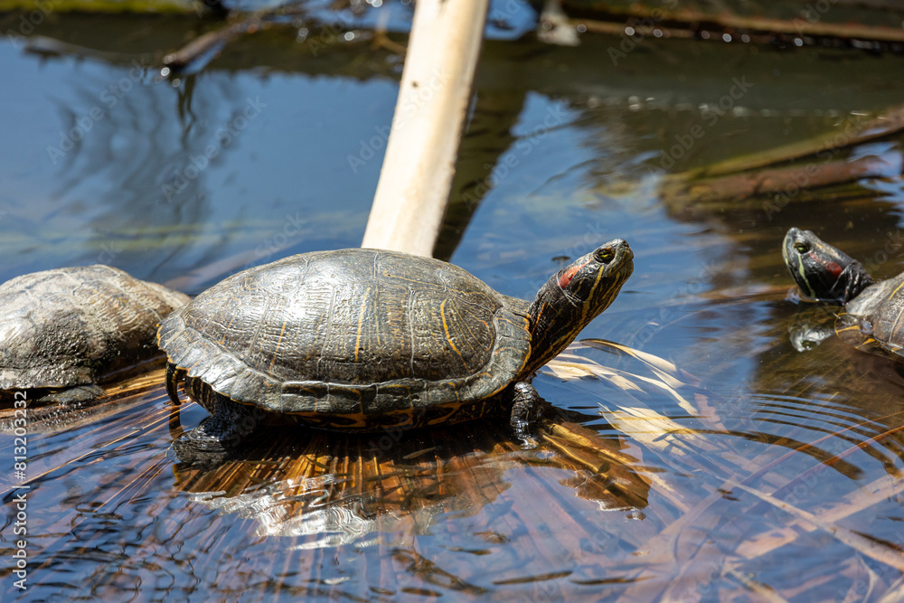 Obraz premium Red eared slider turtle on a palm leaf in water