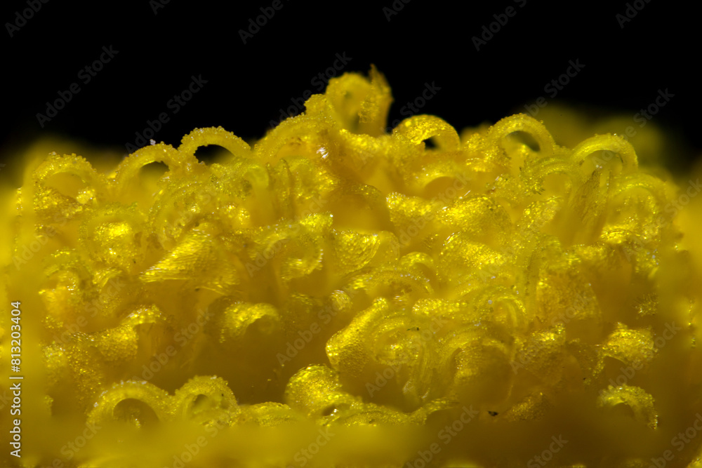 Macro photo of drumstick (Craspedia globosa) flower