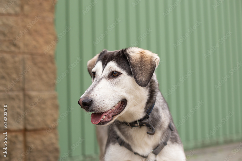 Portrait of a gray dog against the background of a stone wall and a green fence. Portrait of a gray dog against the background of a stone wall and a green fence.