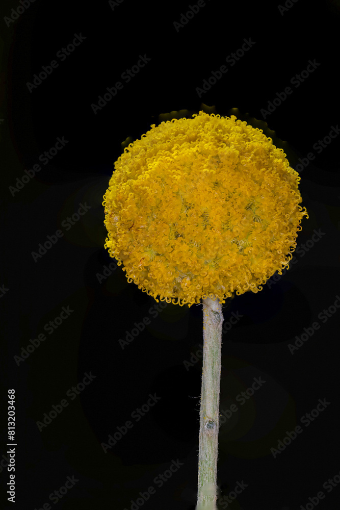 Full blooming of drumstick (Craspedia globosa) in Japan in May