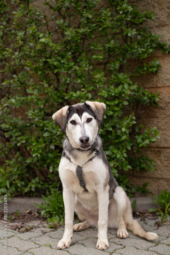 A large gray dog sits against the background of a green bush and a brick fence. The dog looks at the camera. Vertical photography. A large gray dog sits against the background of a green bush and a brick fence. The dog looks at the camera. Vertical photography.