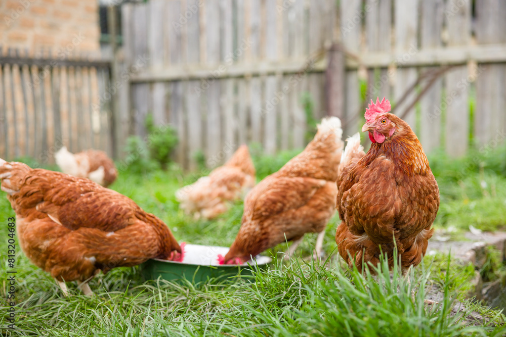Fototapeta premium Free range chickens in a UK garden