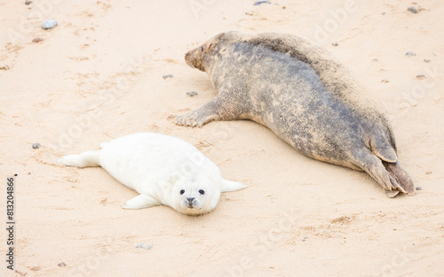 Grey seal pup with mother at Horsey Gap, Norfolk, UK