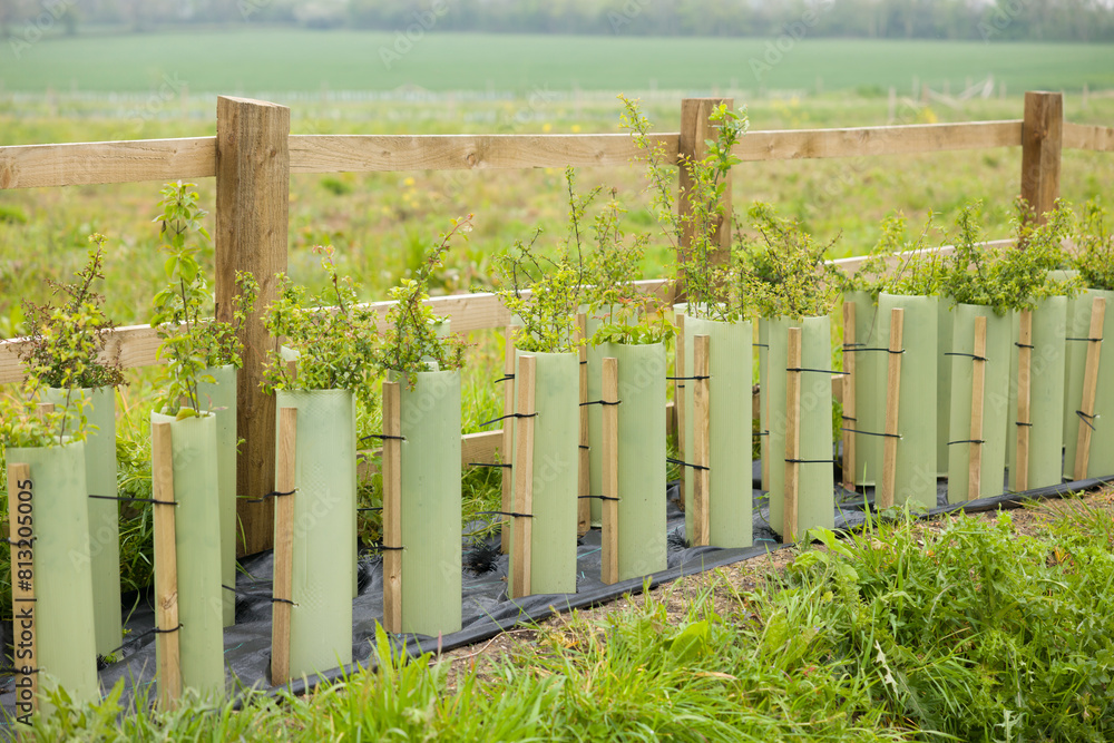 Fototapeta premium Hedgerow restoration, planting new hedge in UK countryside