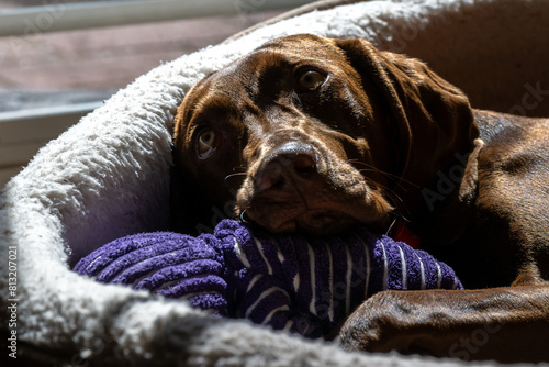 dog sleeping on the bed