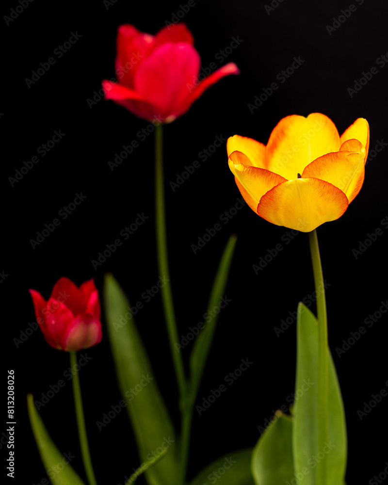 Fototapeta premium three tulips