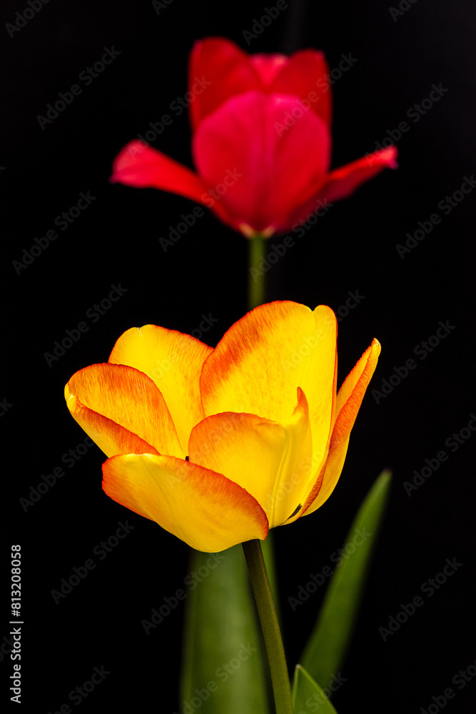 Fototapeta premium tulip on black