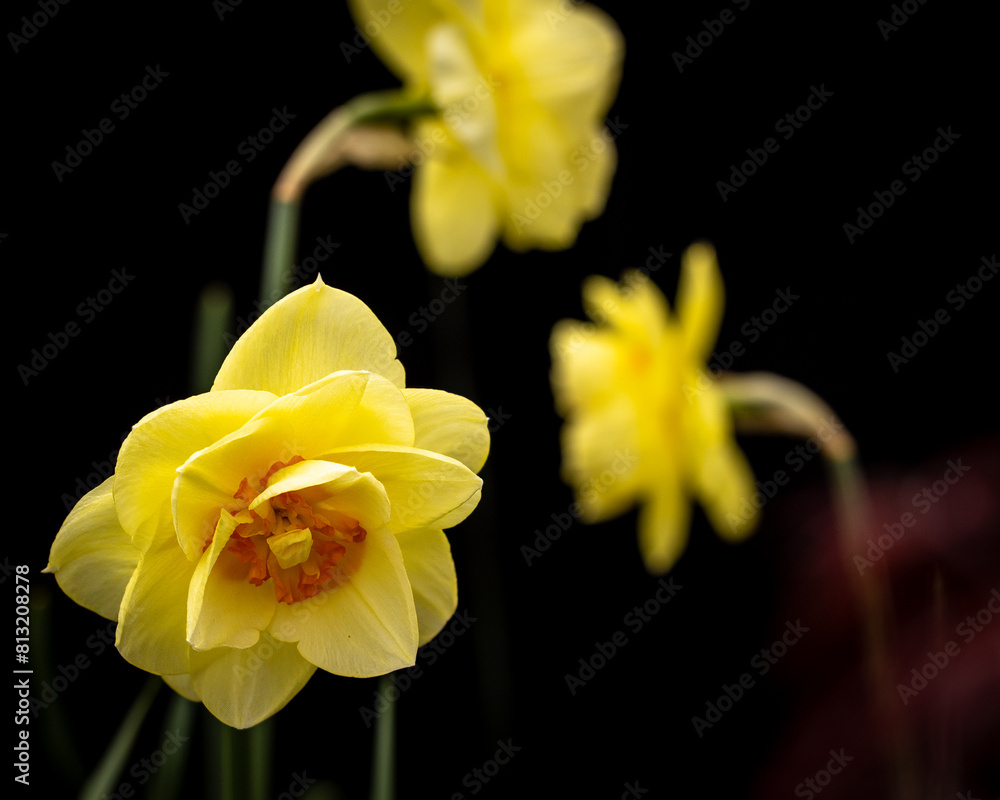 Fototapeta premium Yellow daffodil on black