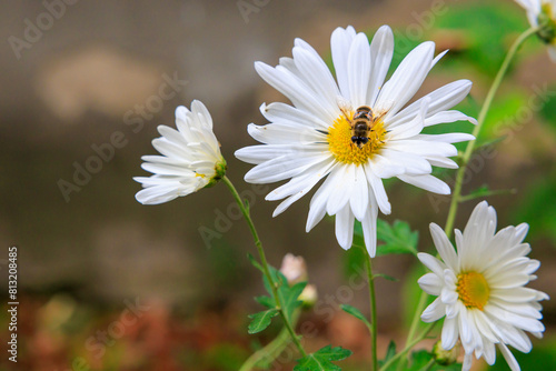 A white flower with a bee on it photo