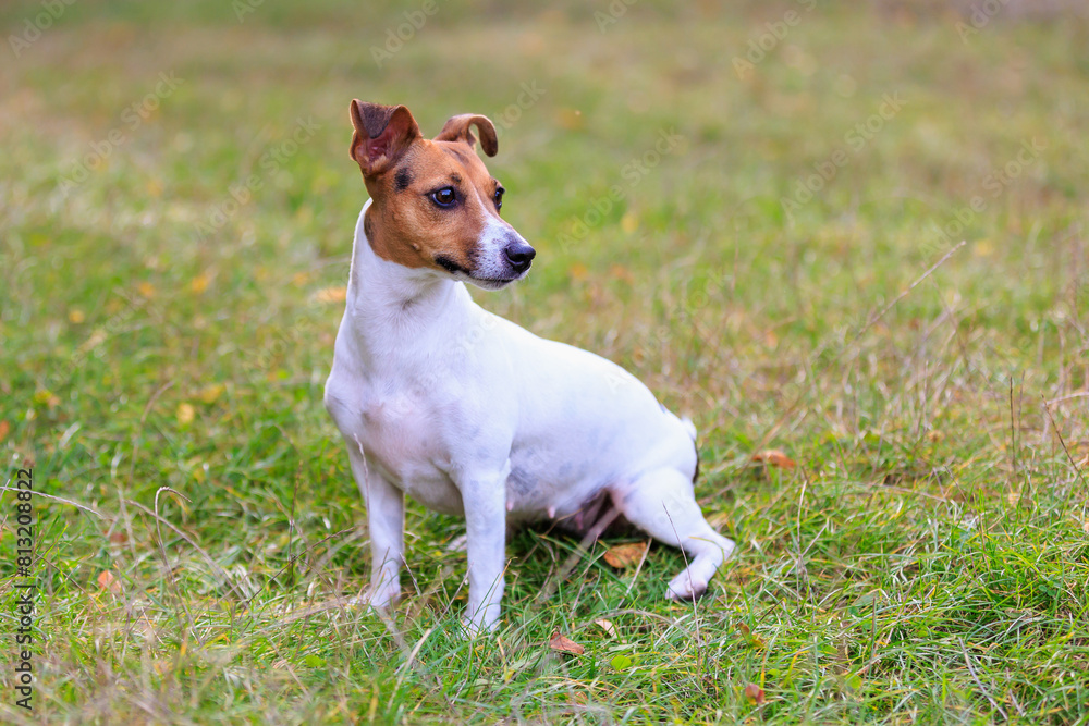 A cute Jack Russell Terrier dog walks in a clearing in the forest. Pet portrait with selective focus and copy space A cute Jack Russell Terrier dog walks in a clearing in the forest. Pet portrait with selective focus and copy space