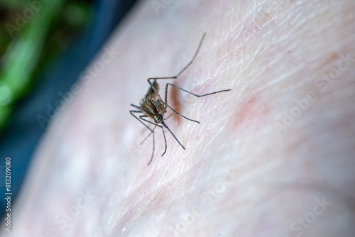 Closeup of a mosquito biting a man's arm photo