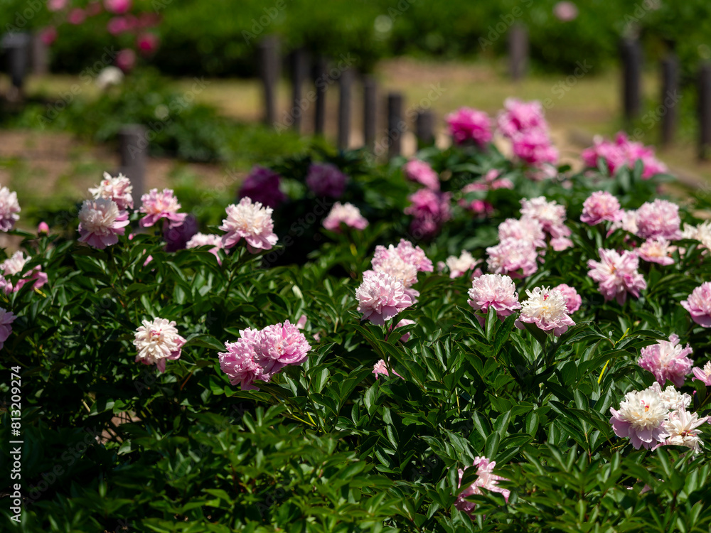 植物園に咲くシャクヤクの花 植物園に咲くシャクヤクの花