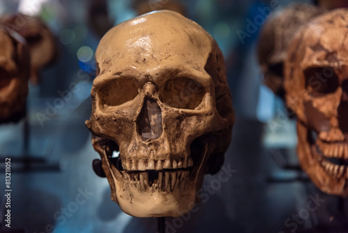 Cráneo de homo sapiens, calavera, evolución del ser humano