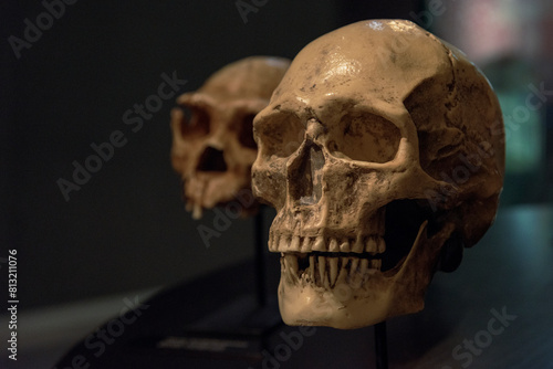 Cráneo de homo sapiens, calavera, evolución del ser humano