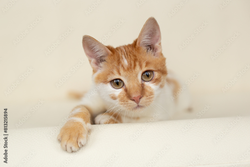 Portrait of a cat. White cat with red spots on its face. Looks at the camera. Portrait of a cat. White cat with red spots on its face. Looks at the camera.