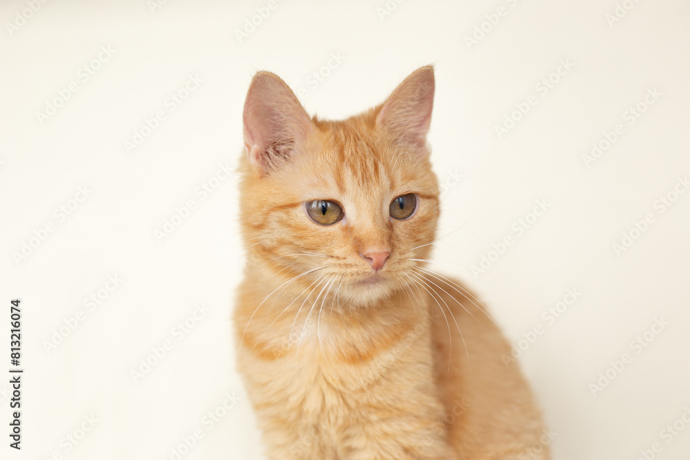 Portrait of a ginger cat on a white background Portrait of a ginger cat on a white background