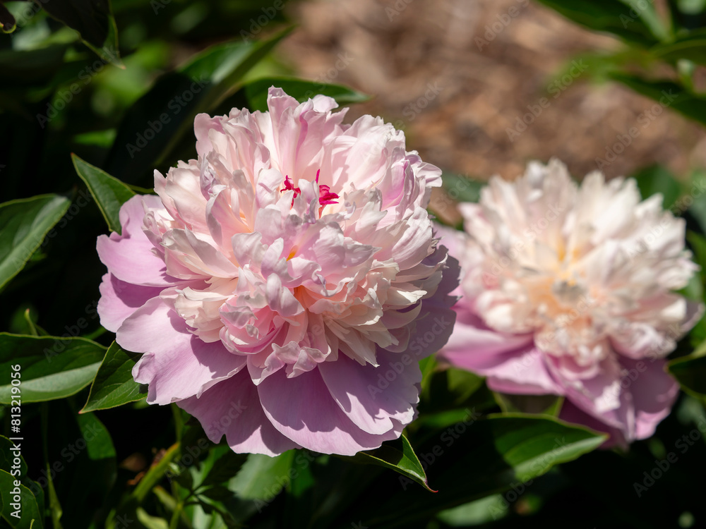 植物園に咲くシャクヤクの花のクローズアップ 植物園に咲くシャクヤクの花のクローズアップ