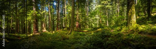 Panorama Of Hoh Rainforest With Warm Light Flooding In © kellyvandellen