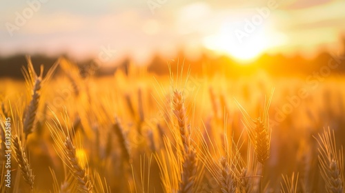 serene wheat field at sunrise with happy vaisakhi background landscape photo