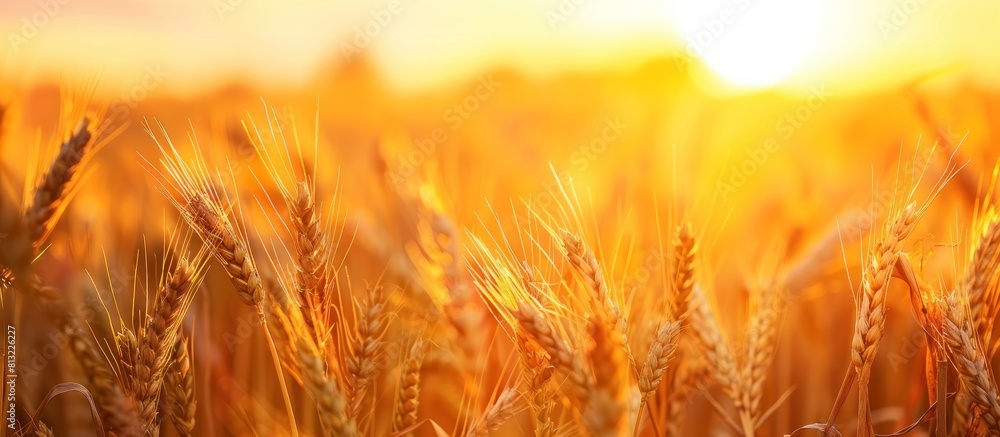 Portrait of wheat field at beautiful sunset in summer. generative AI image