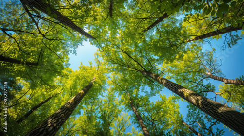 Observing the Canopy: Trees in an Italian Forest