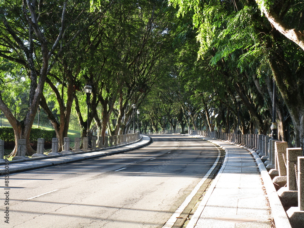 Φωτογραφία tree-lined boulevard in morning light