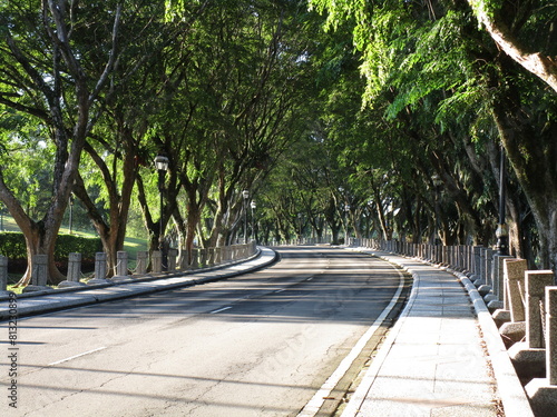 Photography tree-lined boulevard in morning light