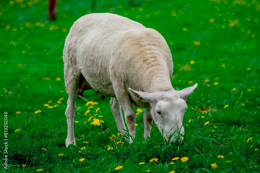 Fototapeta premium Sheep at Ottawa Experimental Farm