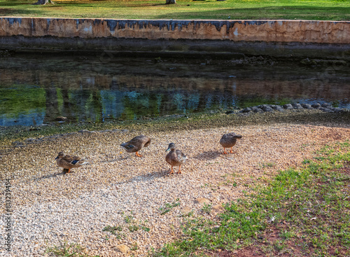 Four Ducks Sunning at the Ala Moana Lagoon in Hawaii.