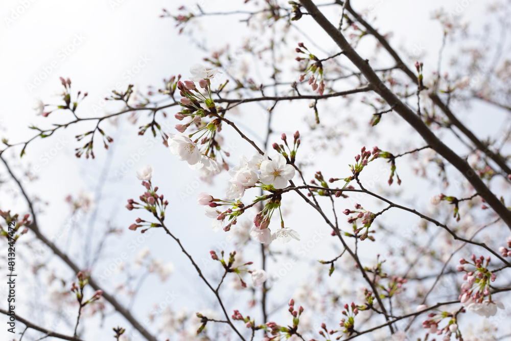 Branches of sakura flowers, cherry blossom Branches of sakura flowers, cherry blossom
