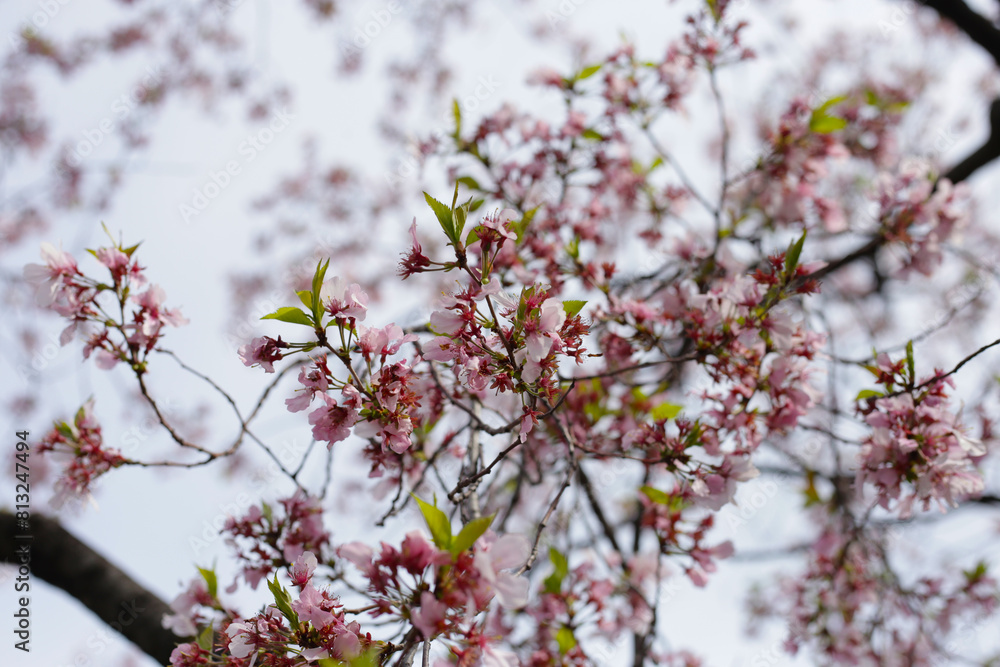 Branches of sakura flowers, cherry blossom Branches of sakura flowers, cherry blossom