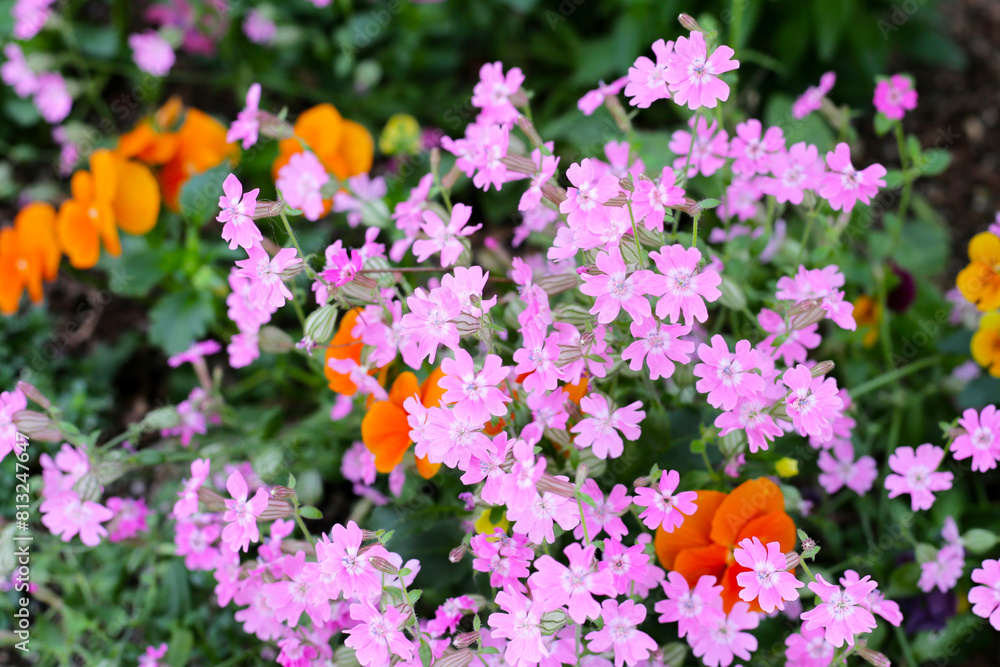 Obraz premium Silene pendula pink flower in the garden