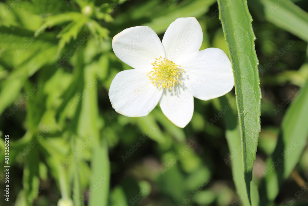 Meadow anemone closeup in sun at Middlefork Savanna in Lake Forest, Illinois Meadow anemone closeup in sun at Middlefork Savanna in Lake Forest, Illinois