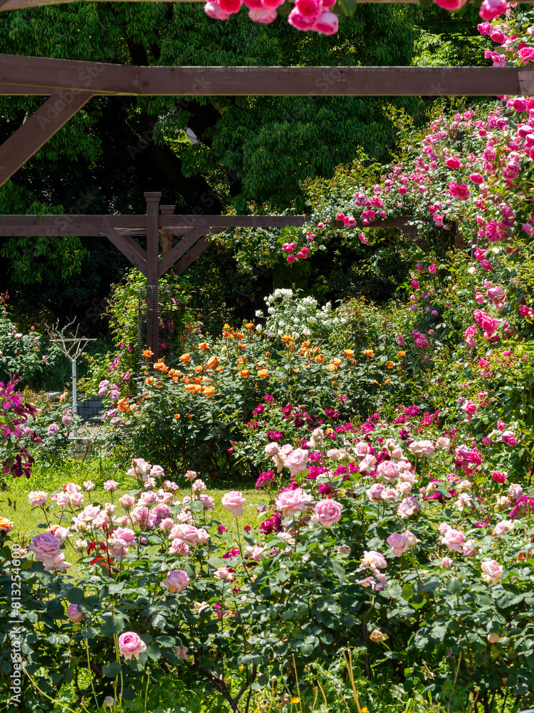 鮮やかな薔薇が咲く植物園の風景 鮮やかな薔薇が咲く植物園の風景