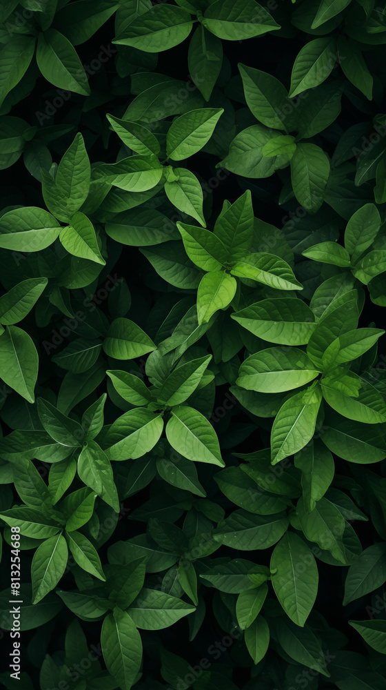 Image of Tree Leaves and Plants, Pattern Style, For Wallpaper, Desktop Background, Smartphone Phone Case, Computer Screen, Cell Phone Screen, Smartphone Screen, 9:16 Format - PNG Image of Tree Leaves and Plants, Pattern Style, For Wallpaper, Desktop Background, Smartphone Phone Case, Computer Screen, Cell Phone Screen, Smartphone Screen, 9:16 Format - PNG